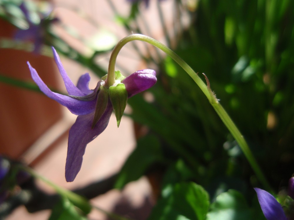 Viola reichenbachiana / Viola silvestre